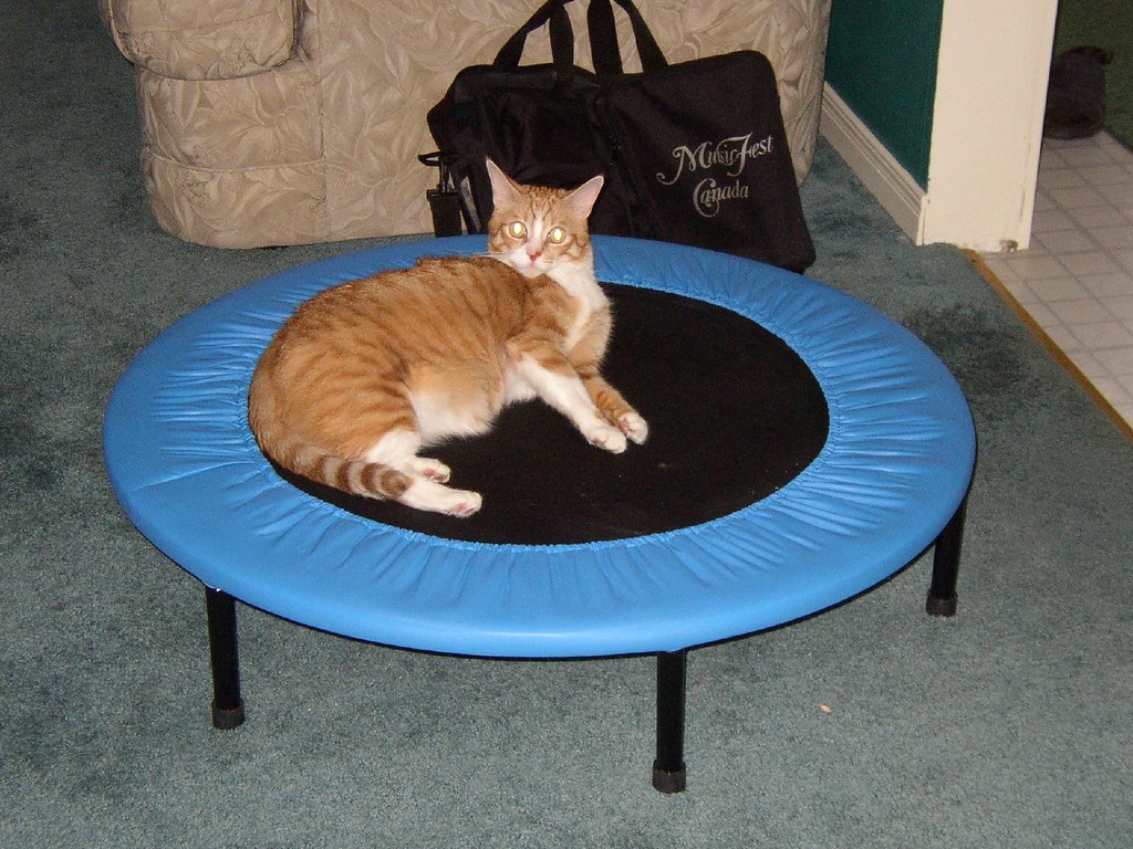 20020721 014 trampoline cat Al Bourke Flickr
