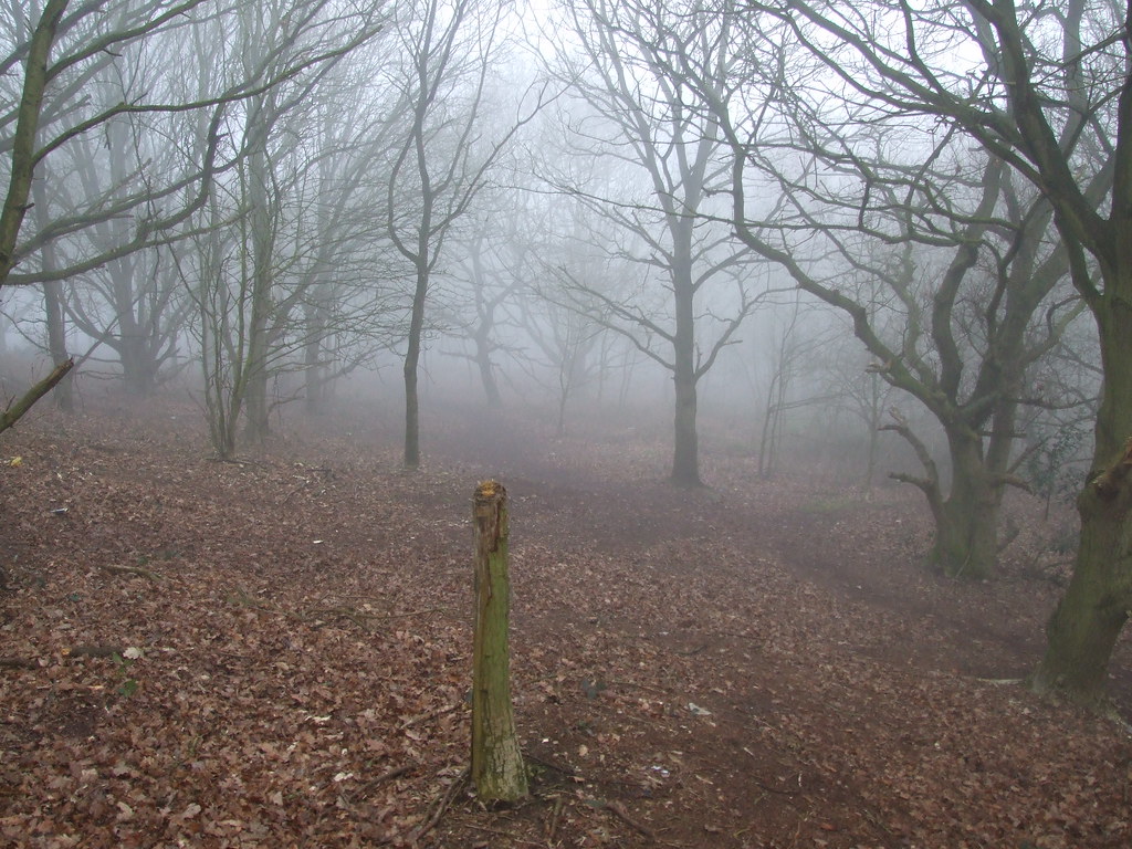 Fog/Wood Etching Hill Rugeley Brian Flickr