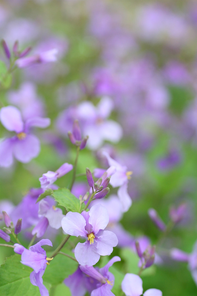 daikon 1 purple flowers in the morning. hanabi Flickr