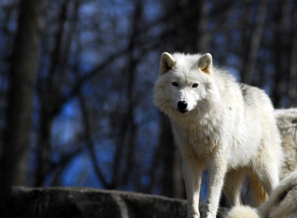 ArcticWolf Taken at the Omega Parc Montebello, Quebec in … Flickr