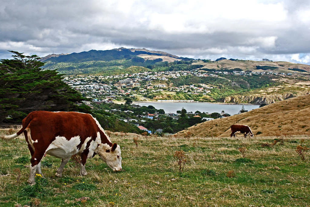 Titahi Bay from Whitireia Park, Porirua, New Zealand, 24 A… Flickr
