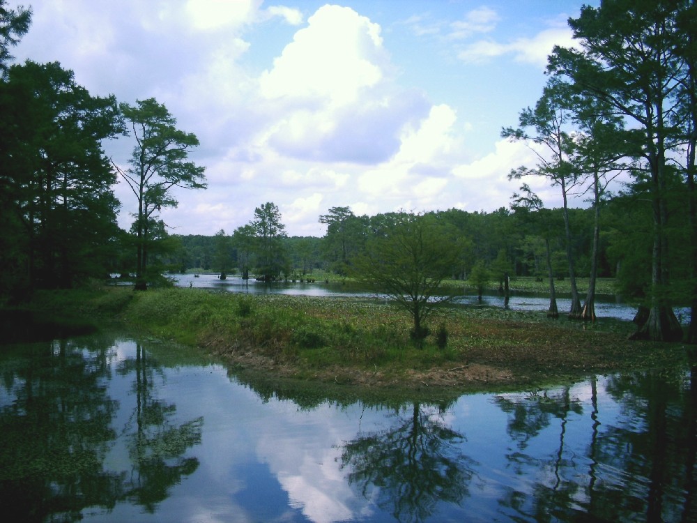 Caddo Lake Bayou Landing a photo on Flickriver