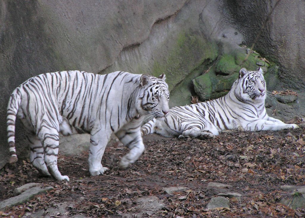 White Tiger Couple ©2007 Charles W. Hardin All Rights R… Flickr