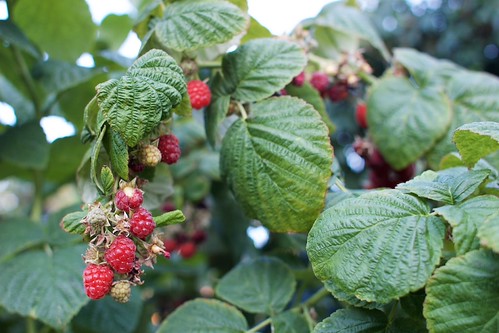 Himbeeren | Himbeeren | earnesteye | Flickr