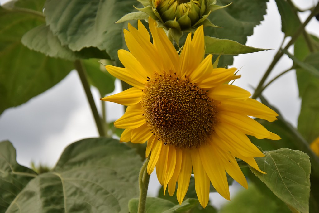 Krause Berry Farms a photo on Flickriver