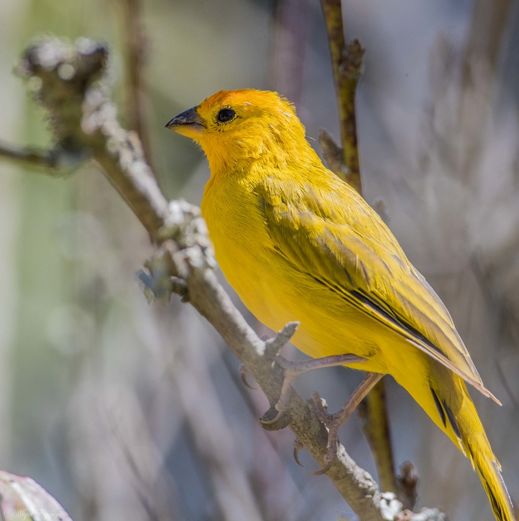 male Saffron Finch (Sicalis flaveola) Best viewed large. I… Flickr