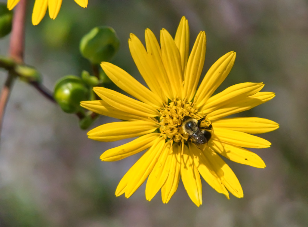 Yellow Sunburst At Byrne Farm, Wrightstown, New Jersey. Murdo