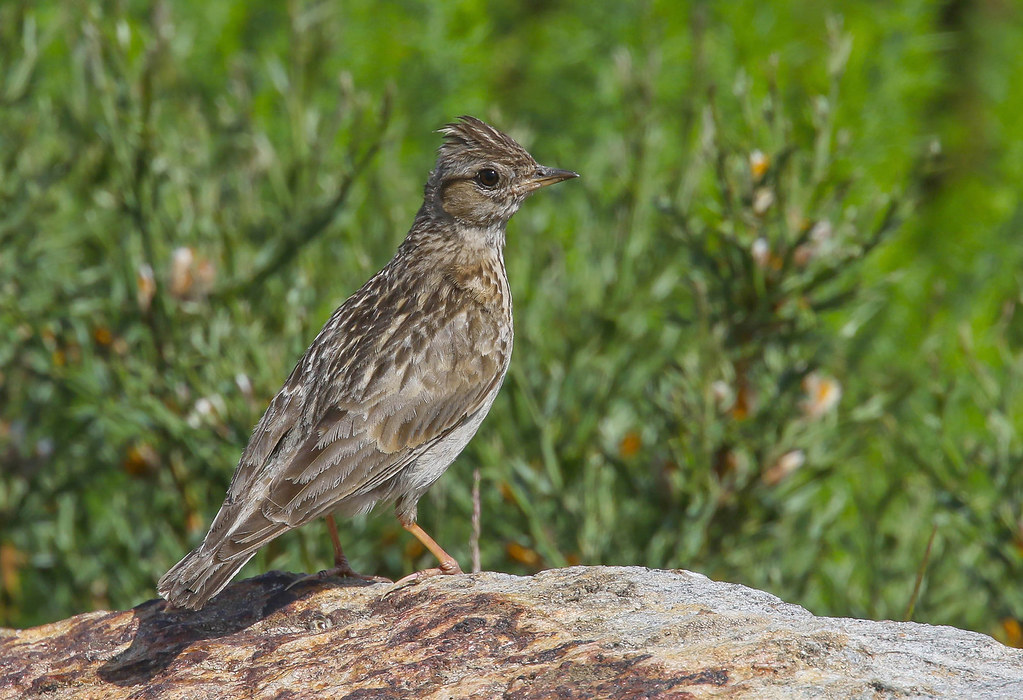 Cotoviadosbosques / Cotoviapequena / Alondra totovía / … Flickr