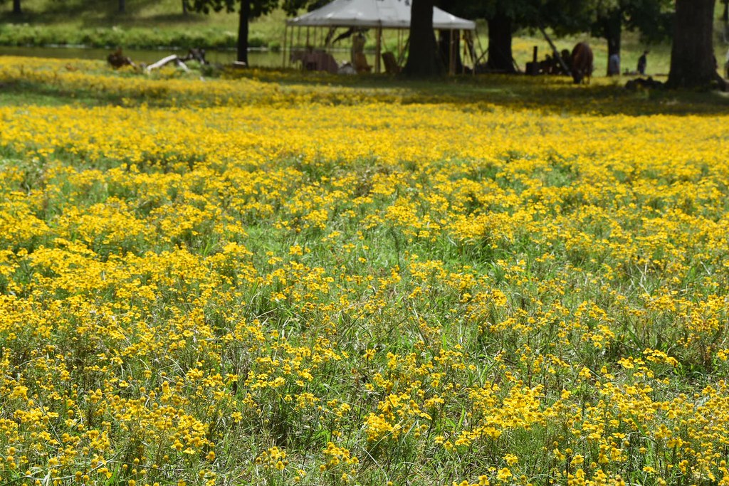 Wildflowers at Woolaroc Kenny Underwood Flickr