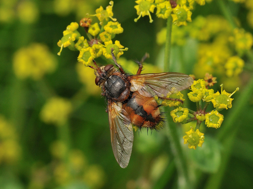 Tachina fera Tachinidae 2/9/2018 Newton Burrows, Porthcawl… Flickr