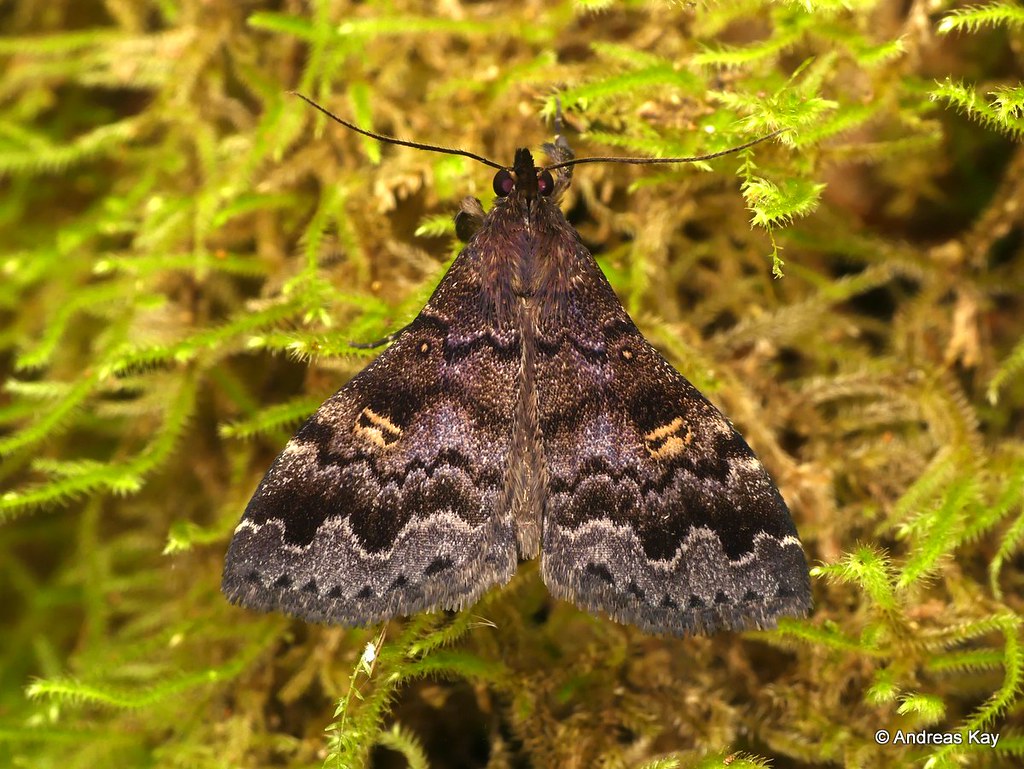 Moth on Moss, Litter Moth, Herminiinae, Erebidae from Ecua… Flickr
