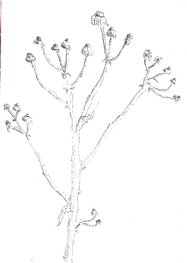 flowers drawings ink on paper flower drawing raphael perez… Flickr