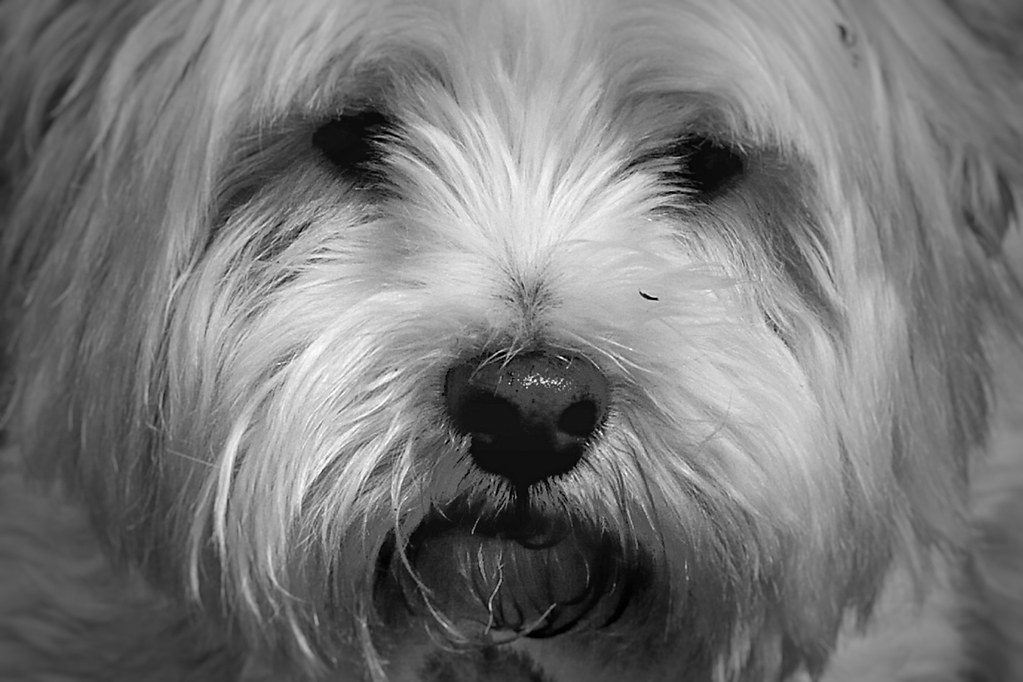 Button nose bryan sawyer Flickr