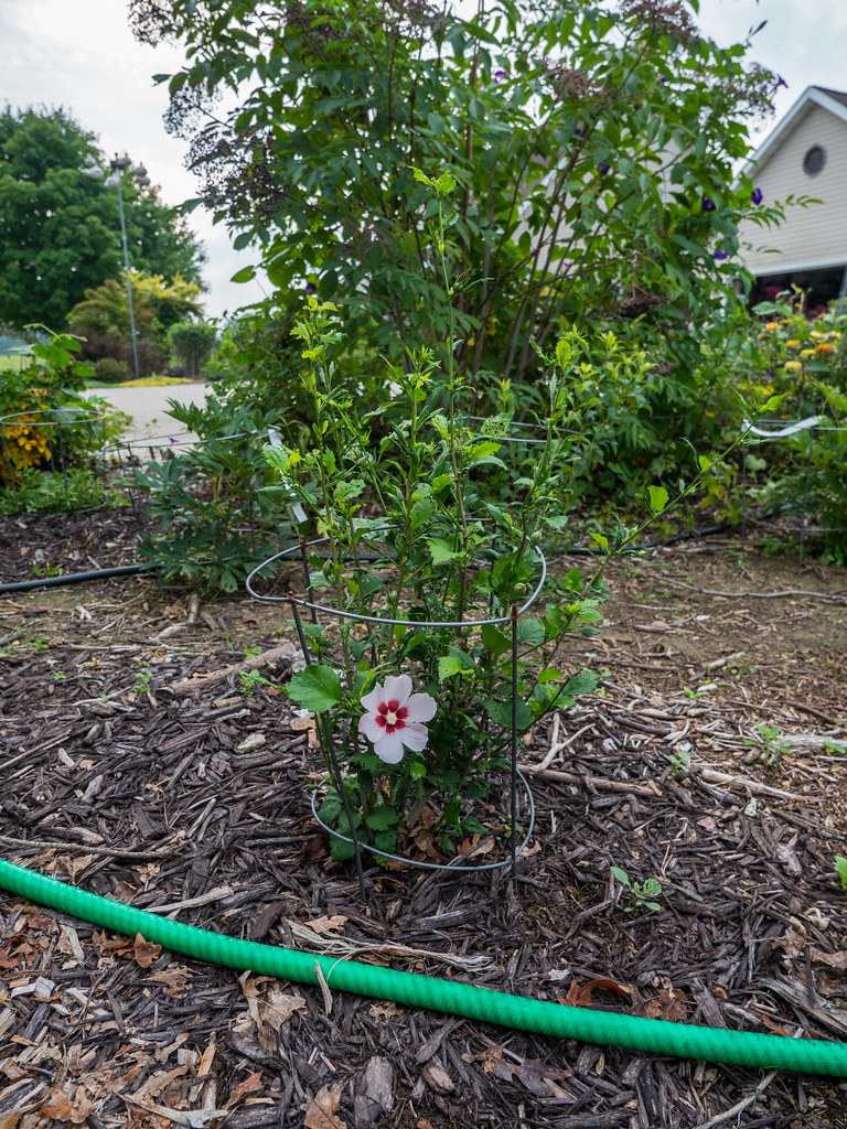 Hibiscus syriacus 'Blush Satin®', 2018 photo "Hibiscus syr… Flickr