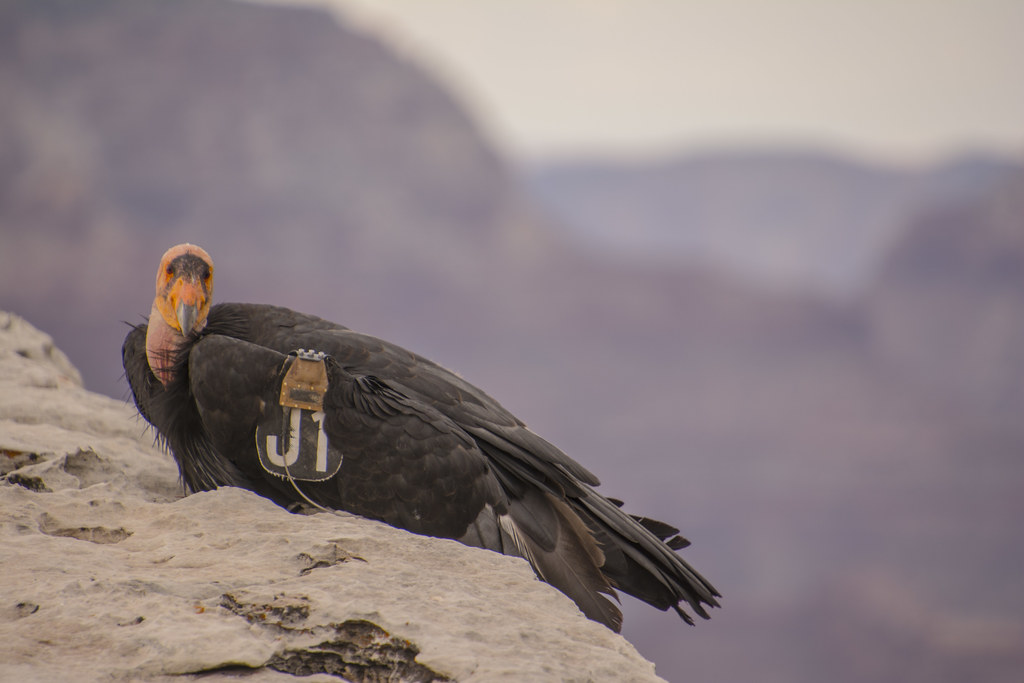 ..il condor si riposa... www.nps.gov/grca/learn/nature