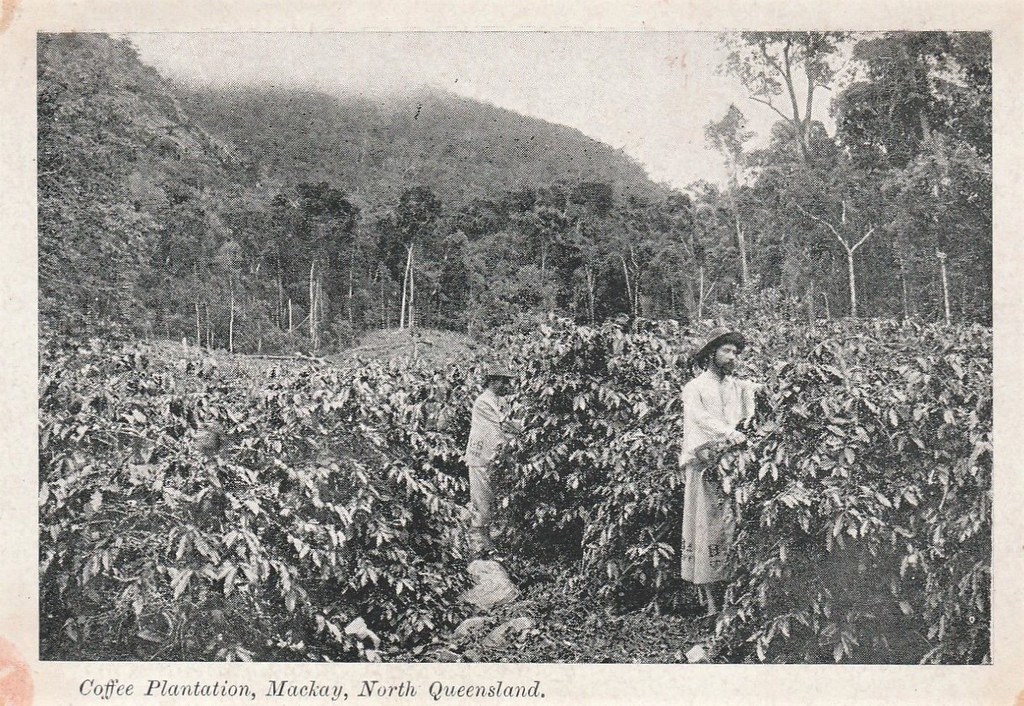 Coffee plantation in Mackay, Qld circa 1908 a photo on Flickriver