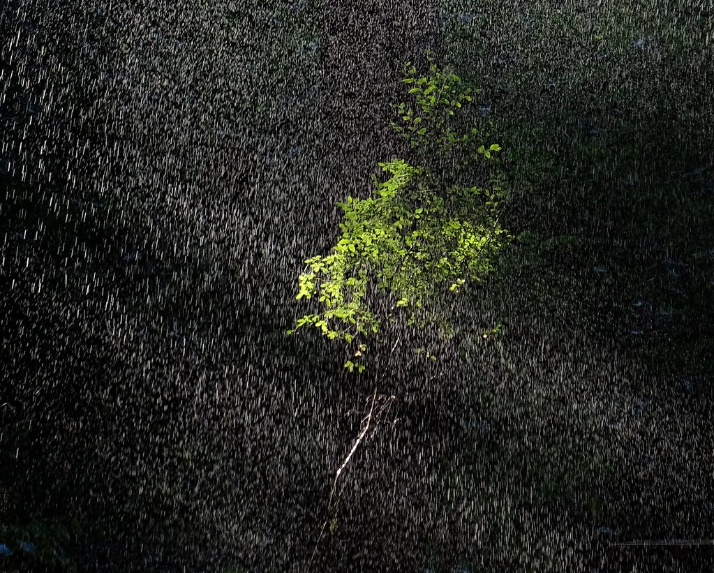 Rain Mossy Rock Studio, Estacada,OR. Flickr
