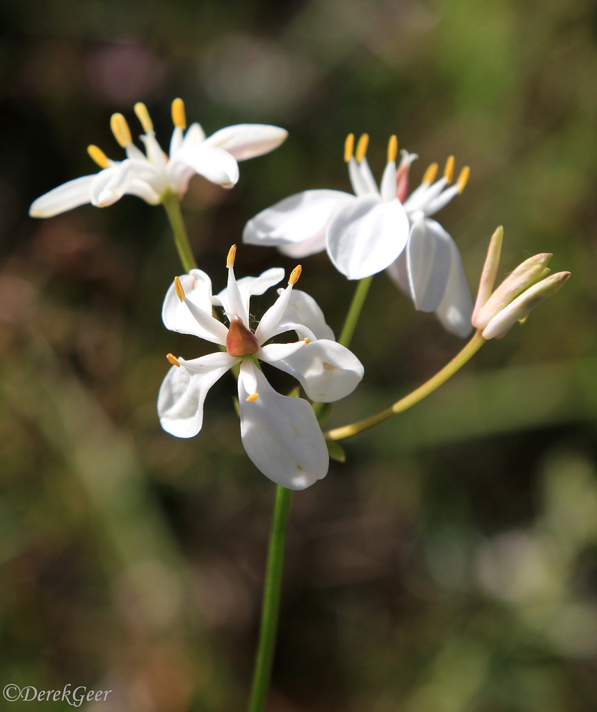Wildflowers of WA Milkmaid Burchardia congesta. Western … Flickr