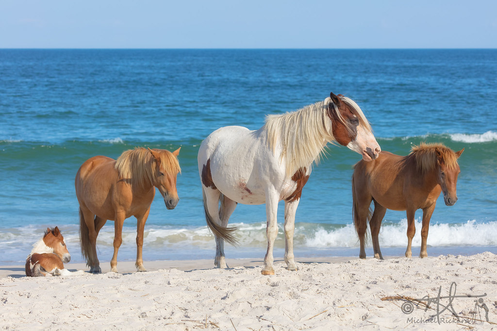 The Portrait Assateague's Newest Family Assateague Island … Flickr