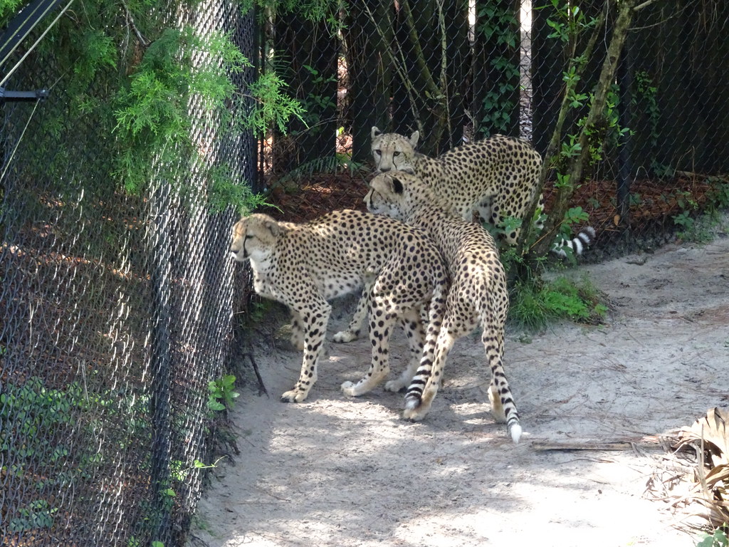 DSC03703 Ealasaid Flickr