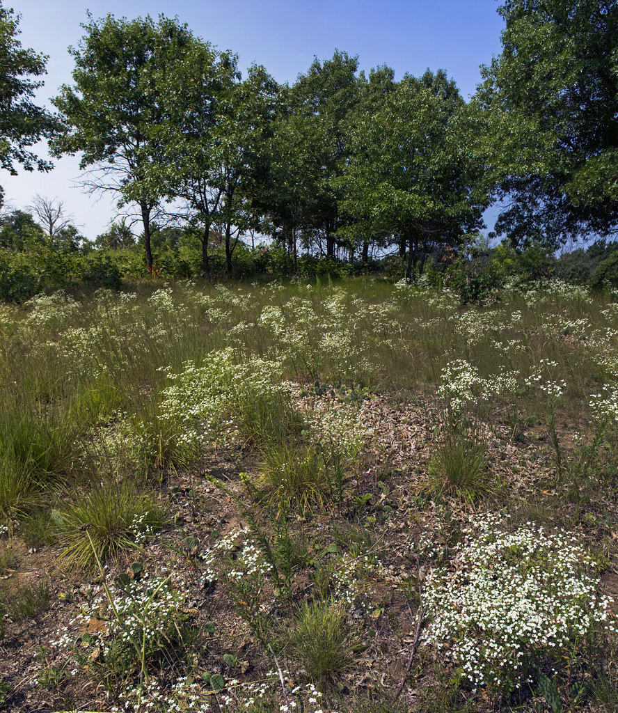 Mazomanie Oak Barrens State Natural Area Dane Co., WI Aaron Carlson