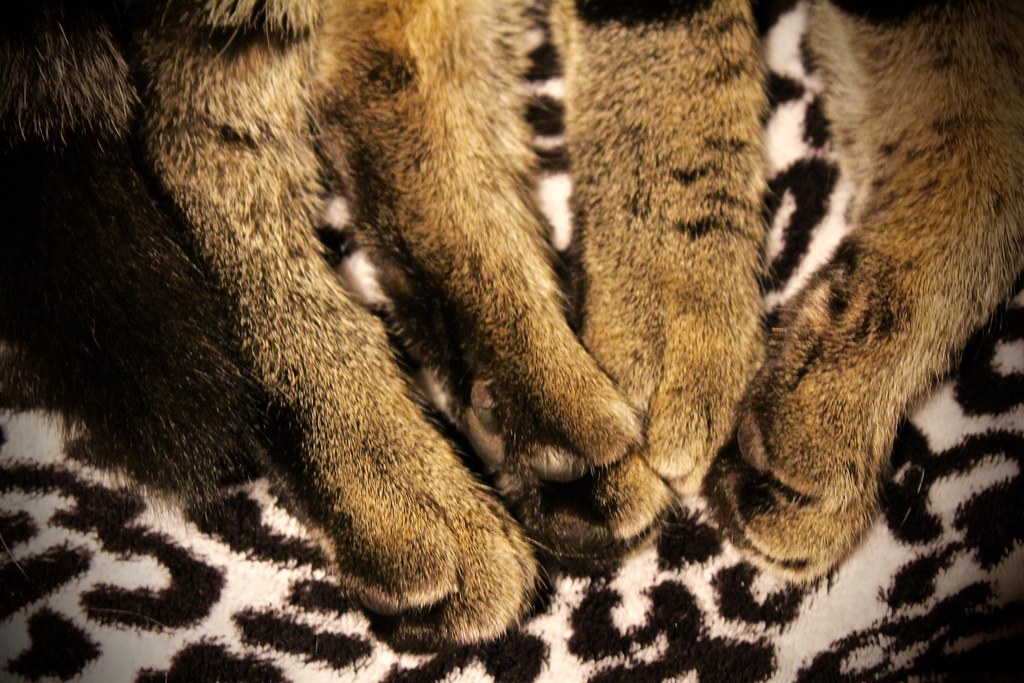 The 5 cat limbs Original image Description Unfiltered ima… Flickr