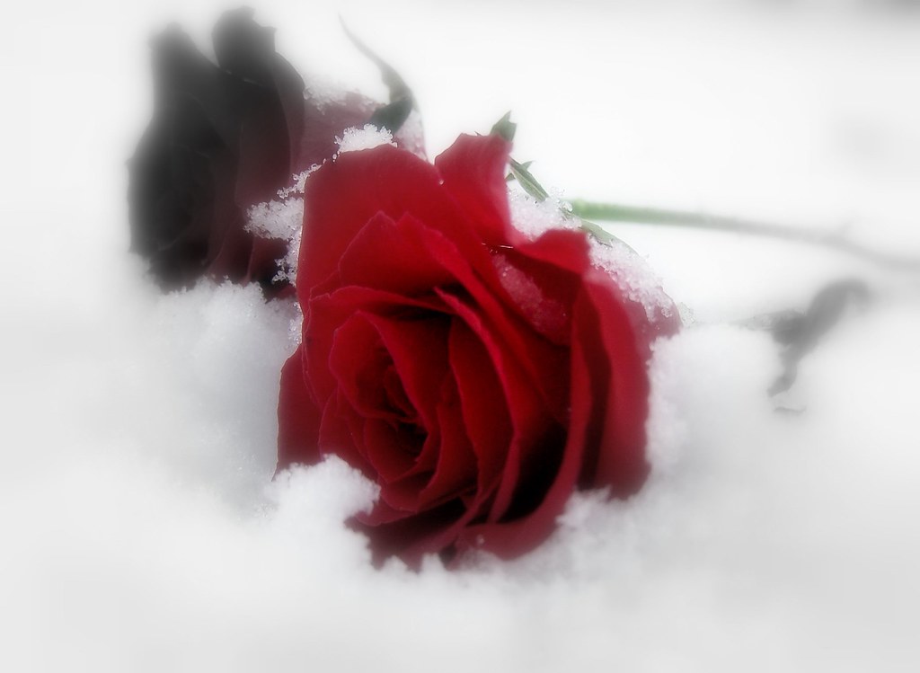 Not all roses are red. 22/365 22. janúar 2007. Ragnheiður