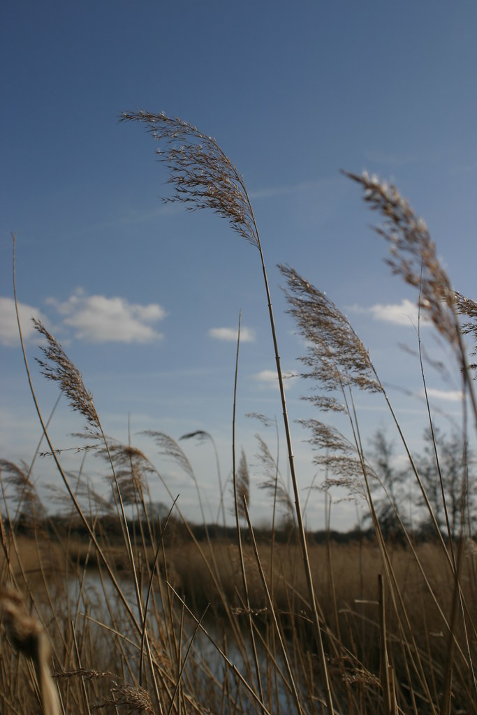 IMG_1741.JPG i am a lone reed... Carolyn Davis Flickr
