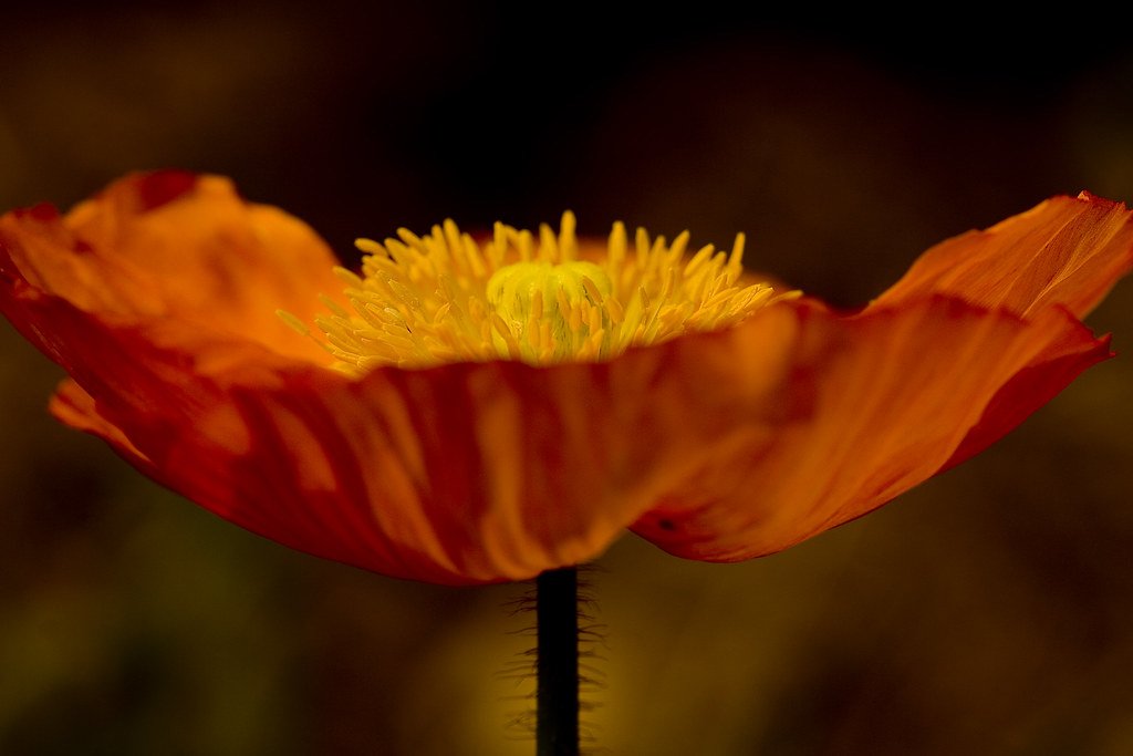 Fire Blossom This is the first fire blossom with minimal e… Flickr