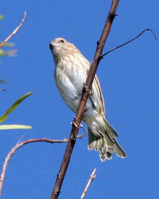 Saffron Finch (Sicalis flaveola) Saffron Finch female Si… Flickr
