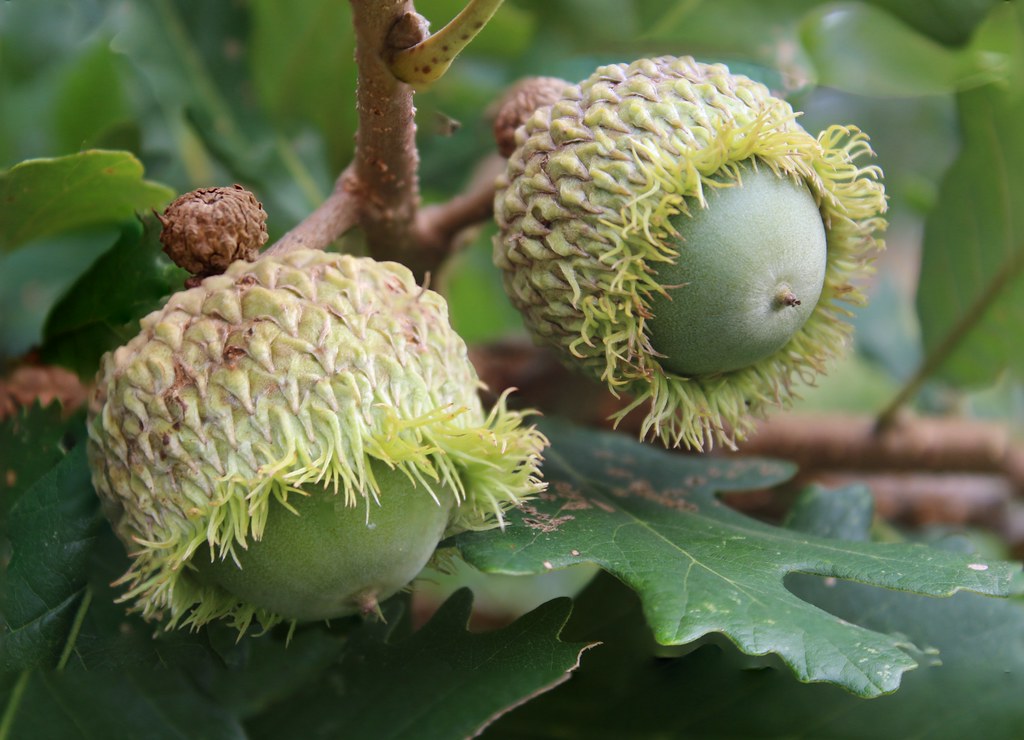 Bur Oak Acorns Quercus macrocarpa have the largest acorn o… Flickr