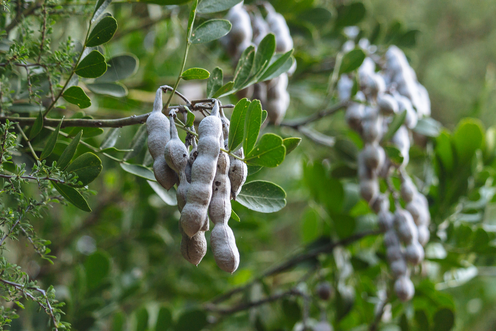 7 Reasons Why I Love Arizona’s Boyce Thompson Arboretum