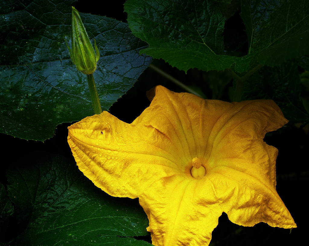 Male Pumpkin Flower I liked the texture and color of the f… Flickr