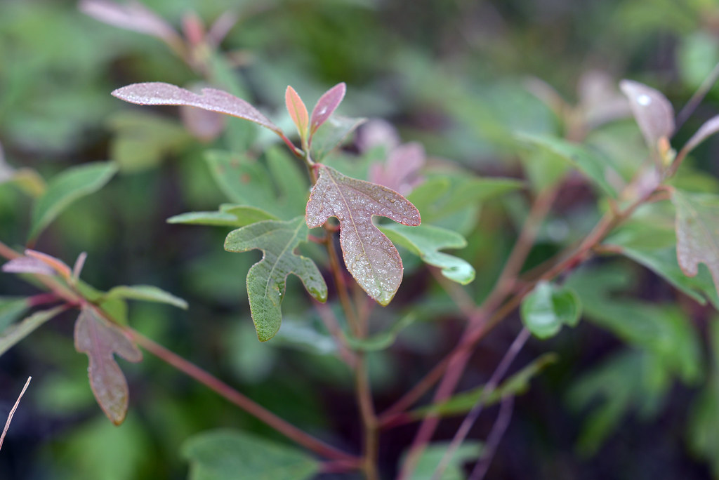 Tall Timbers 06 The Tall Timbers Research Station and Land… Flickr