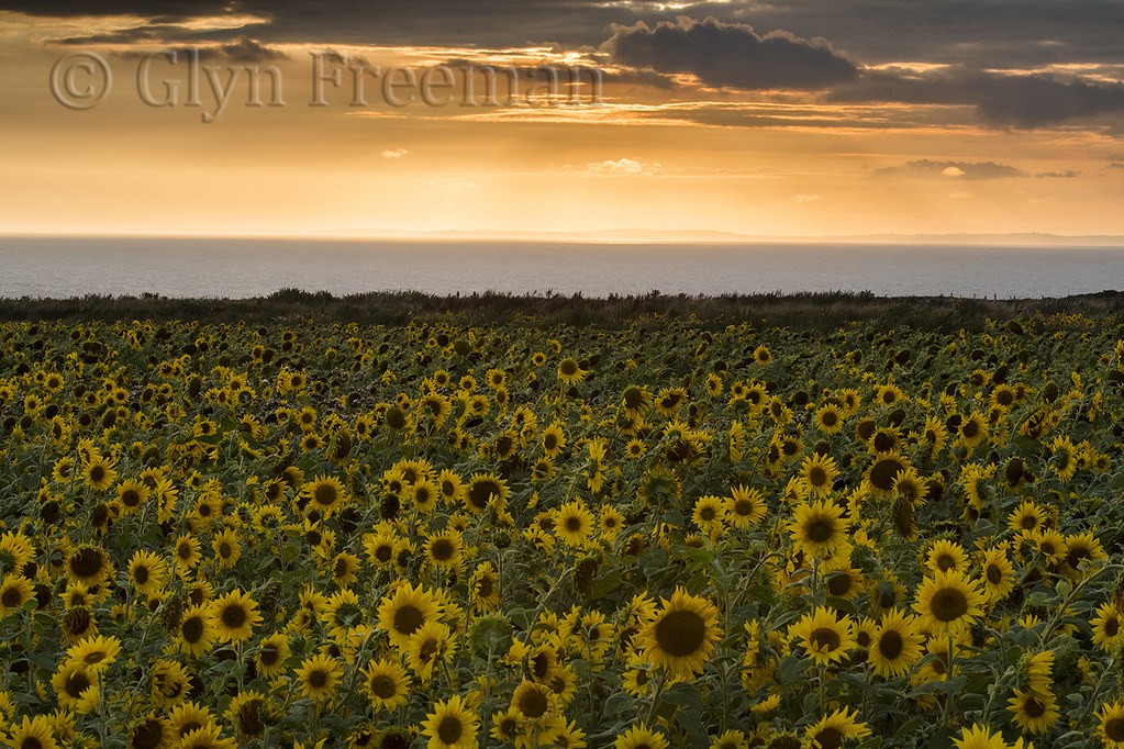 Sunflowers At Rhossili, Gower 1 GLYN FREEMAN Flickr