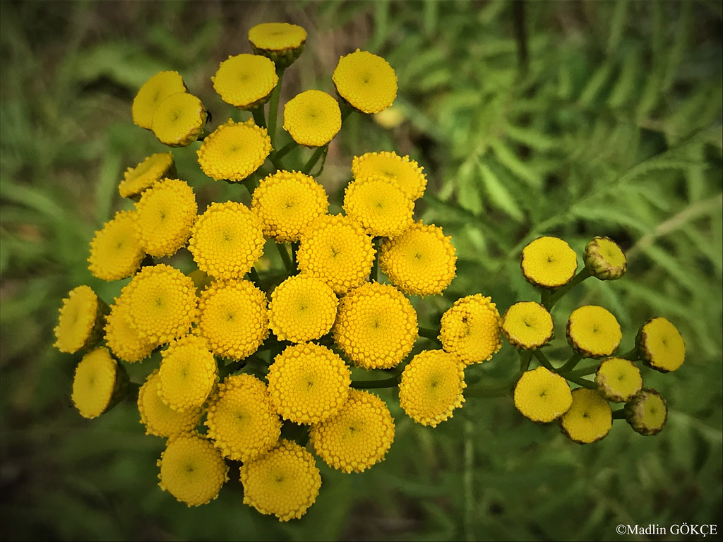 Yellow Button Flowers Bruxelles, Belgique Madlin Gökçe Flickr