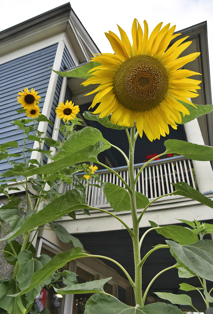 Large Sunflowers ODCIt's A Winner These were the tallest … Flickr