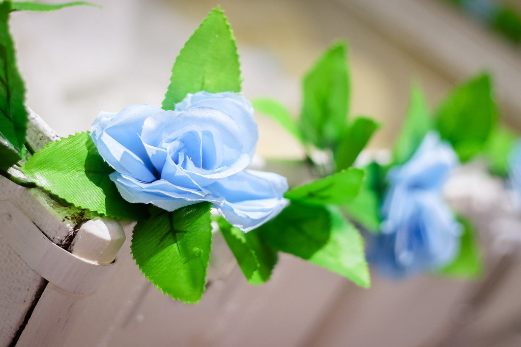 Little Blue Roses Craig Edwards Flickr