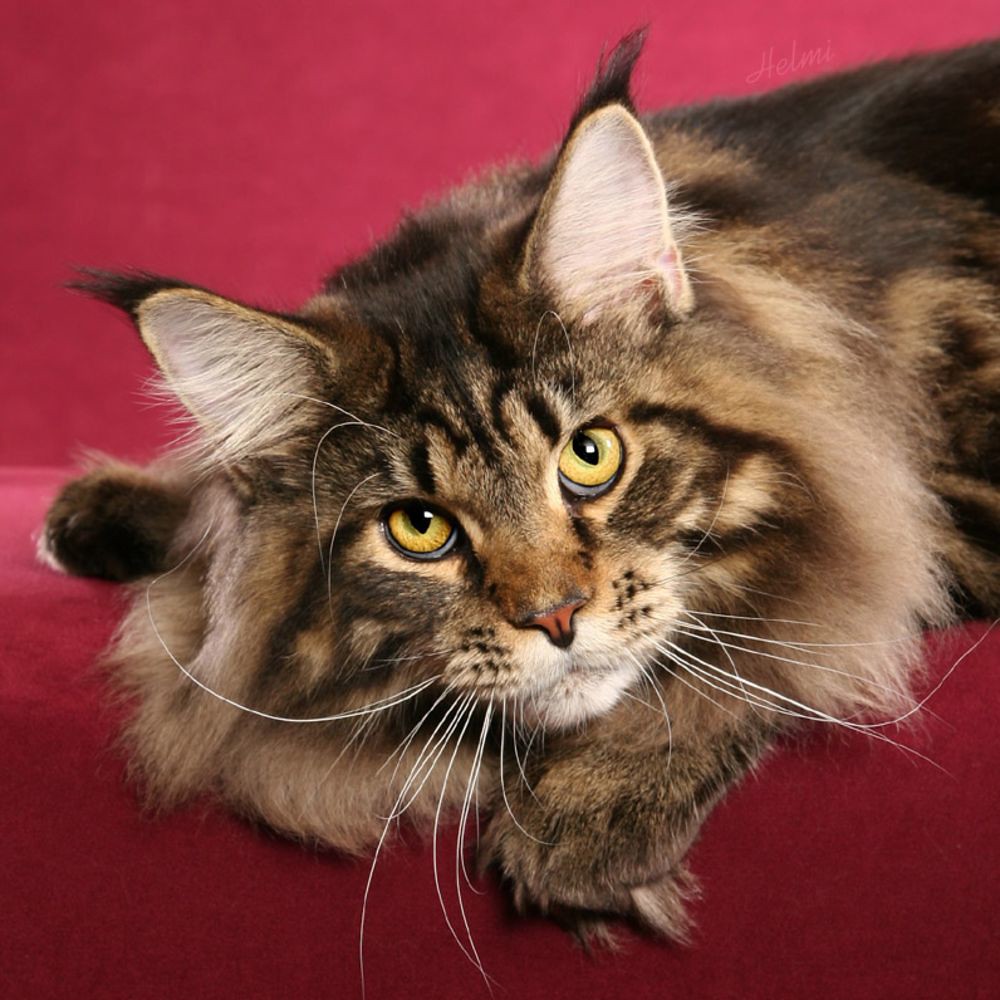 The Big Maine Coon! Animal Media Foundation