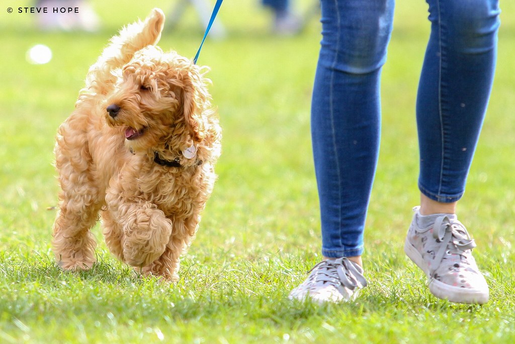 Barton Cruftz 2018, Barton upon Humber SteveH1972 Flickr