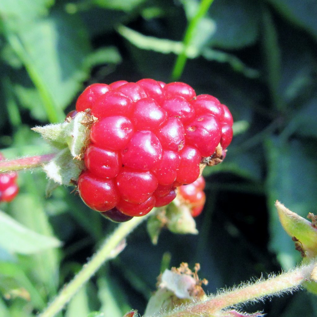 Prime Jan blackberries These blackberries give you two pic… Flickr