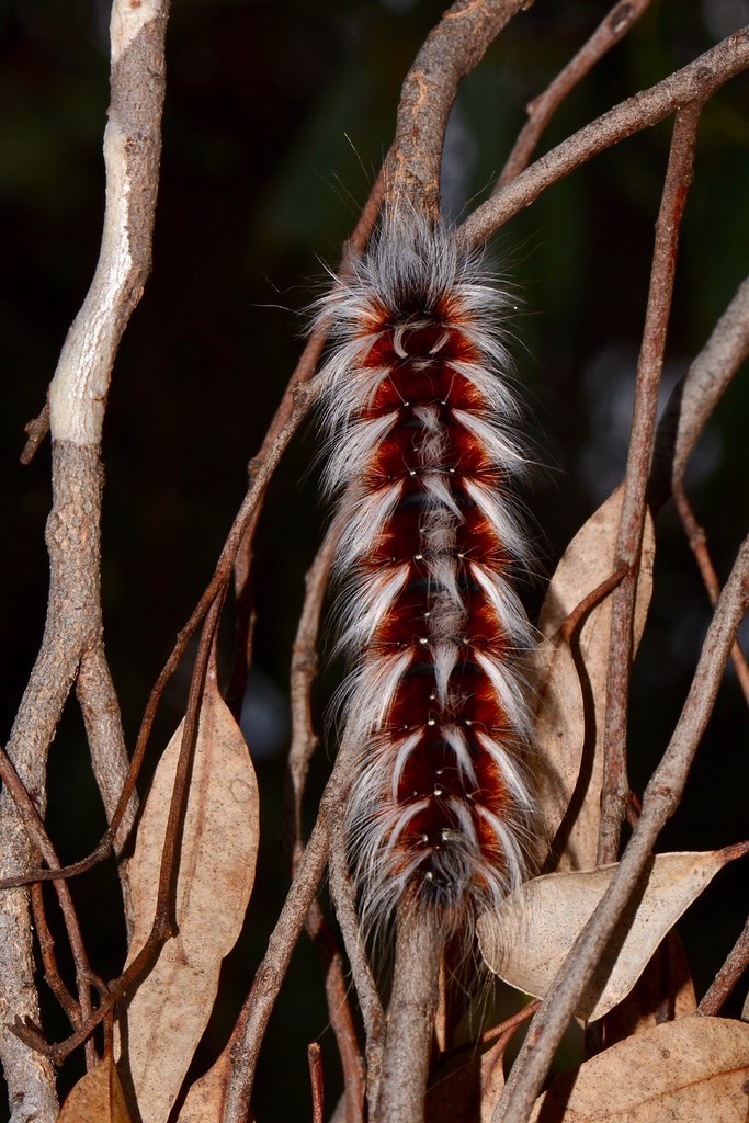 Hairy Mary a photo on Flickriver