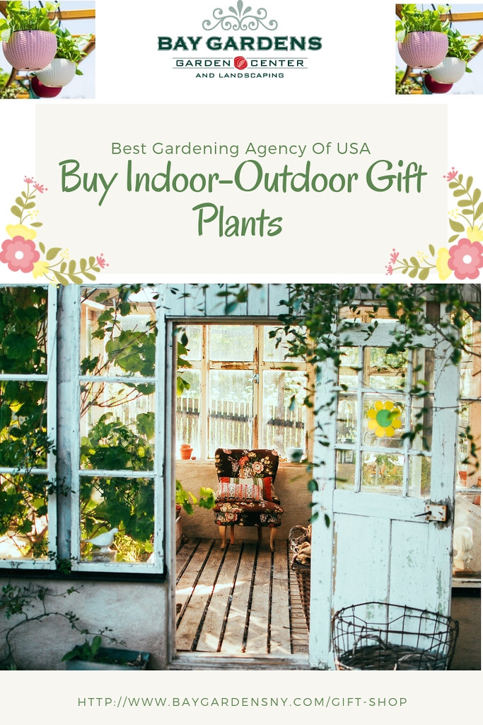 Buy IndoorOutdoor Plants for Gift Bay Garden is online sh… Flickr