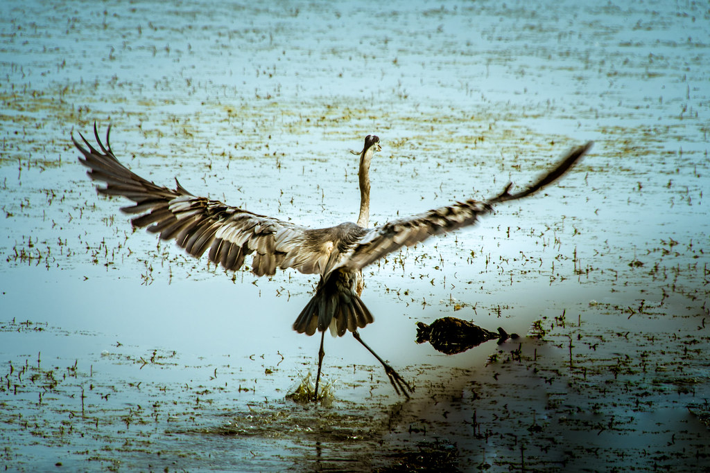 Montezuma Wildlife Refuge Flickr