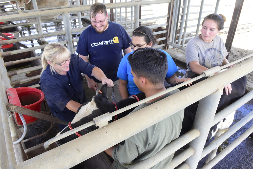 _P184632 Fresno State dairy herdsman student unit manager … Flickr