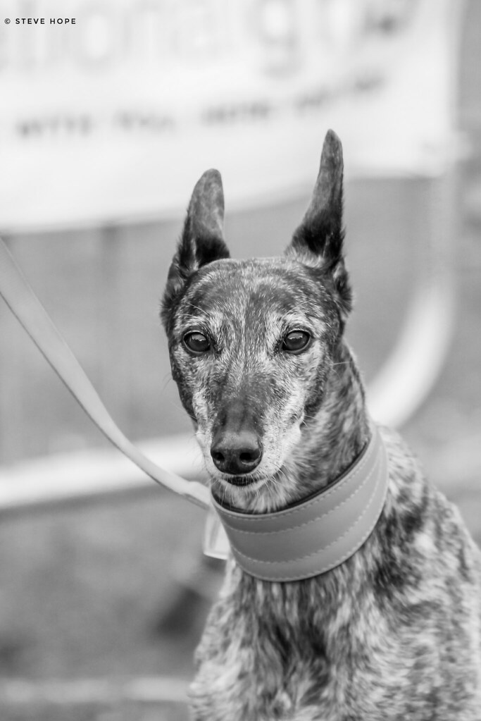 Barton Cruftz 2018, Barton upon Humber SteveH1972 Flickr