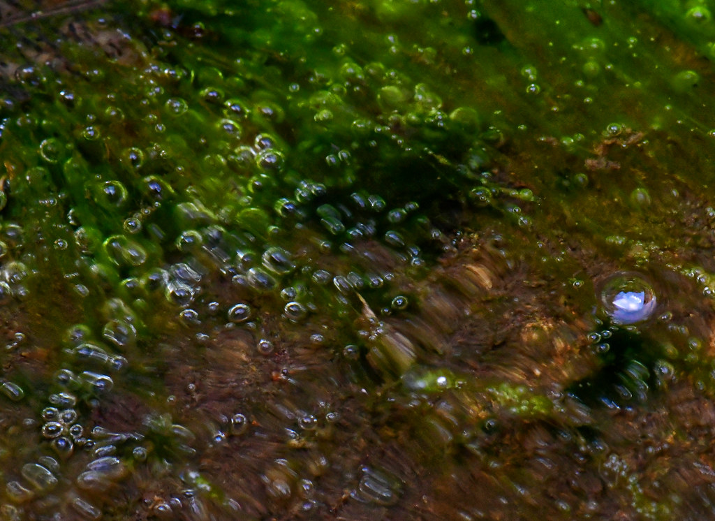 More Pond Bubbles Julian Jaffe Flickr
