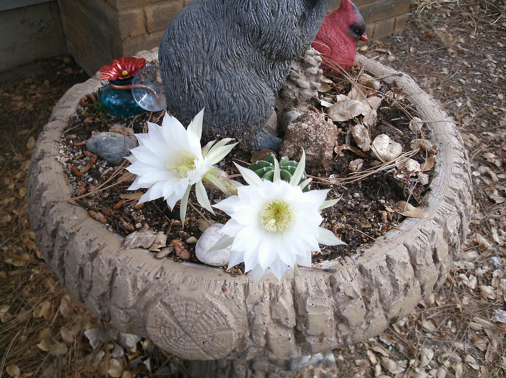 GEDC0374 One type of short lived flowers that the deer lea… Flickr