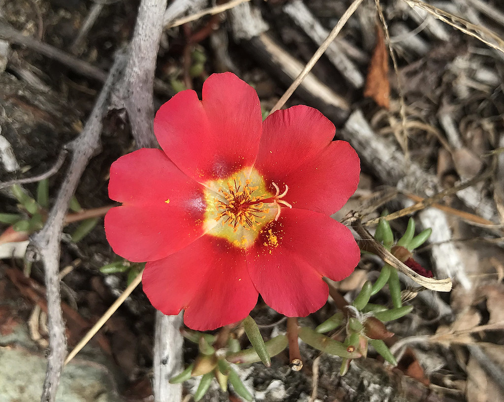 New Jersey Wildflowers Flickr