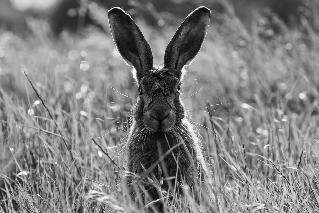 Brown Hare Backlit Portrait. Ian Hull Flickr